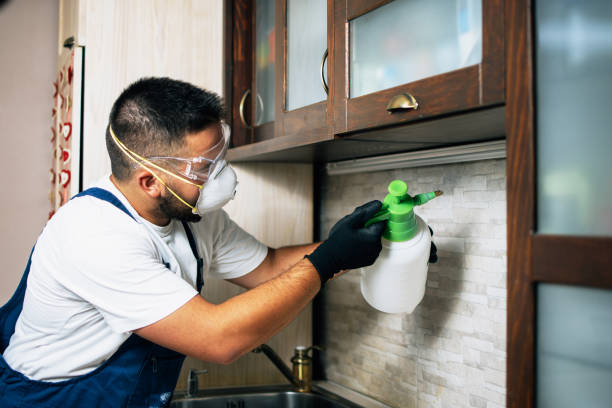 Best Local Pest Control Services  in West Mountain, UT