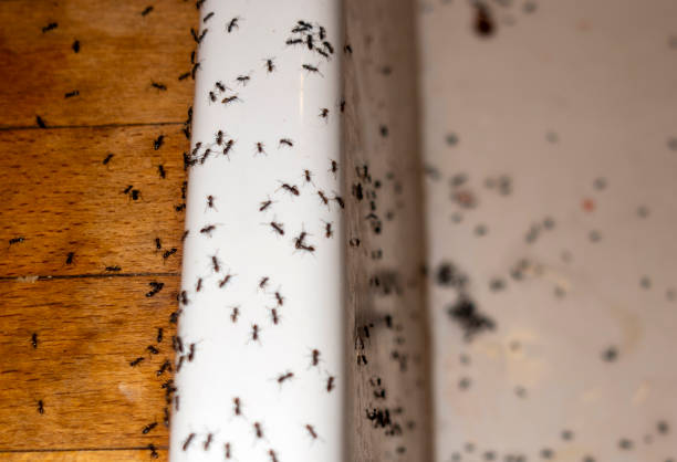 Best Wildlife Control Services  in West Mountain, UT