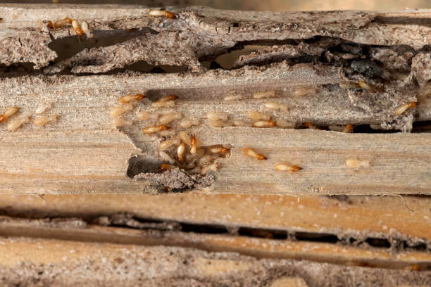 Wildlife Control Services in West Mountain, UT